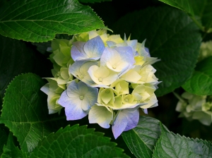 flower before